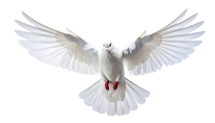 Obraz premium White Dove in Flight - Symbol of Peace and Freedom.