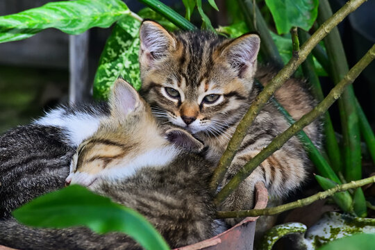 Two young tabby kittens cuddle in lush green foliage. Their soft fur blends with leaves and stems. One gazes directly, curious and calm. Another rests close, tucked against its sibling. close up. pot.