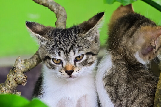 Two young tabby kittens in lush green foliage. One gazes looking foward, curious and calm. Another rests close, tucked against its sibling. close up. pot. plant, plants. cat, cats. stripped. 