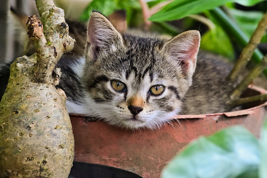 Two young tabby kittens cuddle in lush green foliage. Their soft fur blends with leaves and stems. One gazes directly, curious and calm. Another rests close, tucked against its sibling. close up. pot.