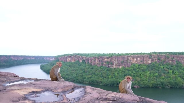 Monkey playing at the edge of mountain in Jawahar Sagar Sanctuary ov.erlooking Chambal River, capturing wildlife behavior in natural habitat in Rajasthan India
