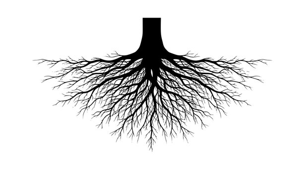 Realistic tree root system black silhouette vector with intricate organic underground plant roots isolated on white background