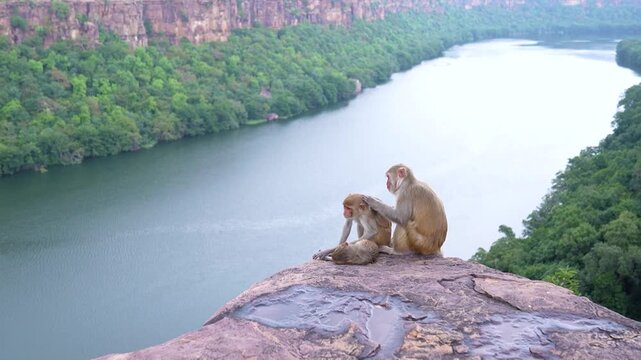 Monkey playing at the edge of mountain in Jawahar Sagar Sanctuary ov.erlooking Chambal River, capturing wildlife behavior in natural habitat in Rajasthan India