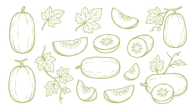 Ash Gourd Winter Melon Hand Drawn Line Art Set with Slices Leaves and Whole Fruit