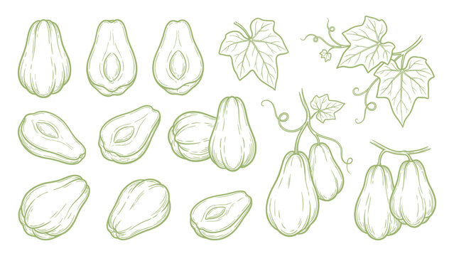 Chayote Vector Set Hand Drawn Chayote Squash Whole Cut and Vine Collection
