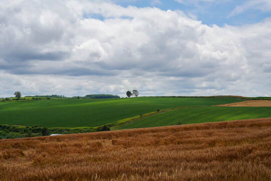 Rolling green hills with two trees under cloudy sky in summer Hokkaido Japan, above a dramatic sea of clouds filling the mountain valleys in Hokkaido