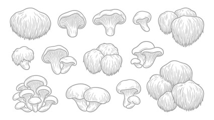 Lion mane mushrooms whole clusters and cuts hand drawn outline illustration set © welyalfian