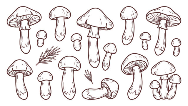 Matsutake mushroom collection various shapes with pine elements hand drawn outline illustration