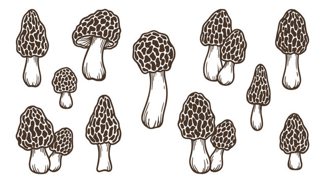 Morel mushrooms various shapes hand drawn outline illustration set