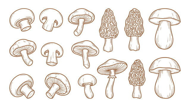 Mushroom varieties including button and morel hand drawn outline illustration set