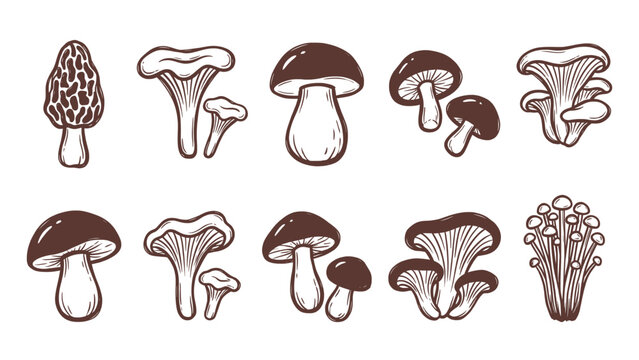 Hand drawn mushroom collection with porcini chanterelle morel and enoki