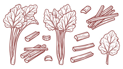 Hand drawn rhubarb stalks and slices set line art vegetable illustration © welyalfian