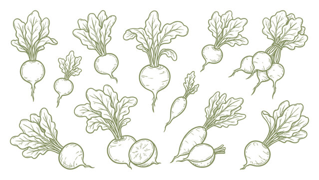 Hand drawn radish collection with leaves line art set