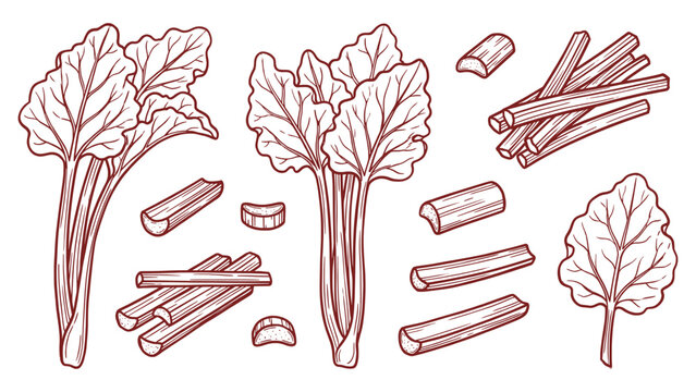 Hand drawn rhubarb stalks and slices set line art vegetable illustration