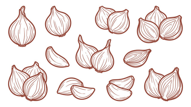 Hand drawn shallot bulbs and cloves set line art vegetable illustration