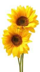 Obraz premium Close up of vibrant sunflowers displaying bright yellow petals against a white background