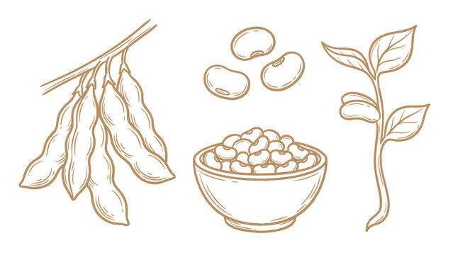 Hand drawn soybeans set line art pods beans bowl and plant illustration