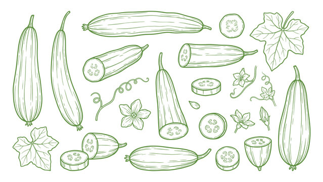 Hand drawn sponge gourd collection line art luffa vegetable illustration