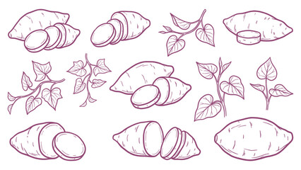 Hand drawn sweet potato set yam slices and plant leaves line art collection © welyalfian