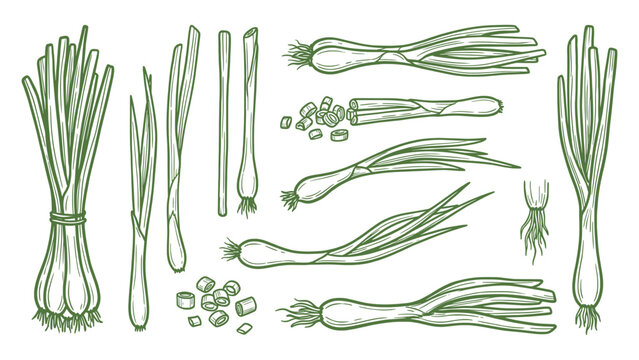 Hand drawn spring onion collection line art green onions scallions illustration