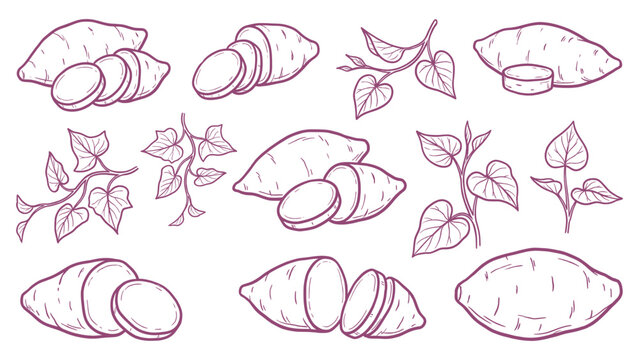 Hand drawn sweet potato set yam slices and plant leaves line art collection