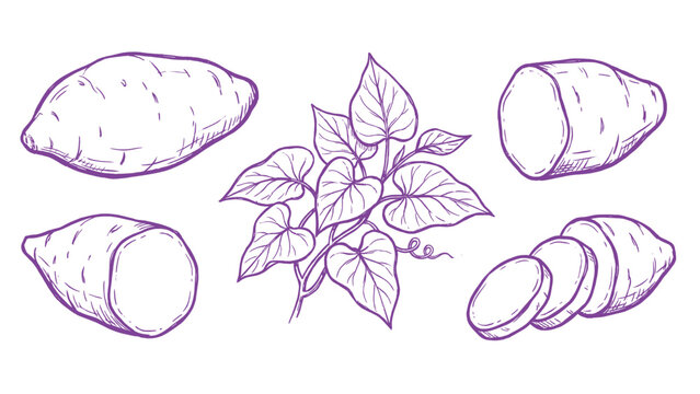 Hand drawn sweet potato illustration set yam root slices and plant line art