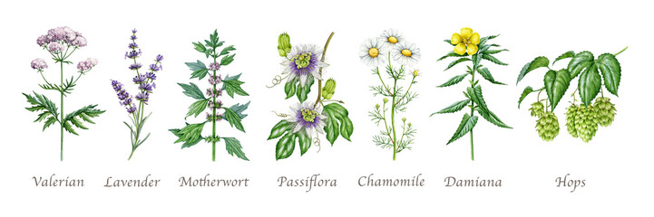 Calming herbal clipart set watercolor with chamomile lavender valerian plants, medicinal herbs for tea and wellness design, botanical collection, isolated transparent background illustration. © anitapol