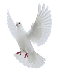 Obraz premium Beautiful White Pigeon in Flight with Open Wings Isolated on White Background 