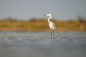 Fototapeta premium Reddish Egret (White Morph) Standing in Shallow Water at Shoreli
