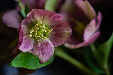 Obraz premium Close up of flower of Hellebore plant