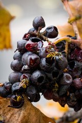 Fototapeta premium Wasps Feeding on Overripe Grapes in Vineyard