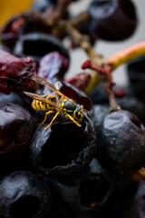 Fototapeta premium Wasps Feeding on Overripe Grapes in Vineyard