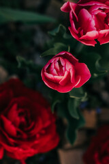 Fototapety na wymiar - Fototapeta24.pl