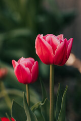 Fototapeta premium Tulips bloom in early morning light in backyard garden on spring day