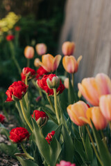 Fototapeta premium Tulips bloom in early morning light in backyard garden on spring day