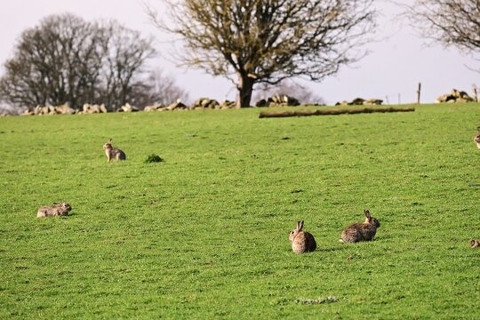 A group of wild rabbits on a green field