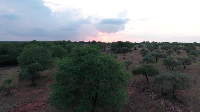 Sunset over dense jungle landscape in Jawahar Sagar Sanctuary Kota Rajasthan India, showcasing warm evening light and natural wilderness environment.