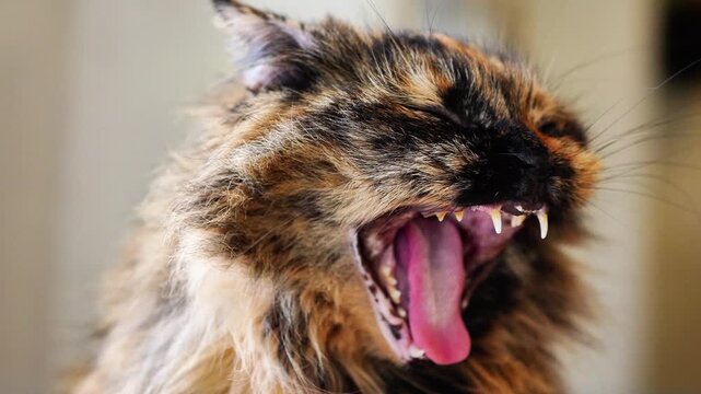 Maine Coon Cat Yawning Close Up, Cute Maine Coon Cat Yawn Showing Teeth, Sleepy Maine Coon Cat Yawning Cozy Home Relaxation
