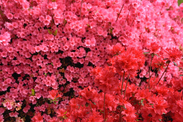 Fototapeta premium ピンクをバックに赤いツツジの花 