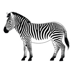 Obraz premium zebra vector illustration