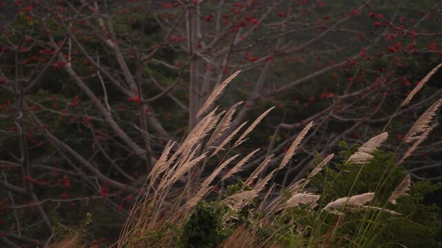 Close up of ornamental grass swaying in the wind.