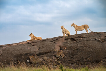 Three lions rest on a large rock in an open area filled with grass. The sky is cloudy, and it is daytime in their natural habitat at Masai Mara, Kenya © Soumabrata Moulick