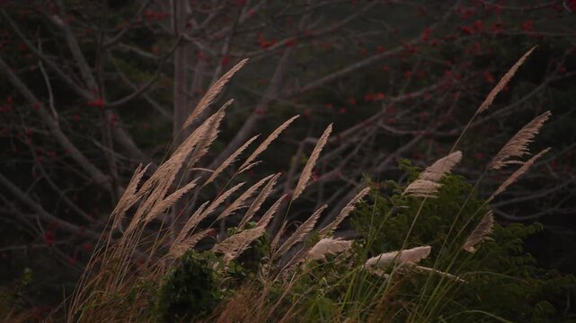 Close up of ornamental grass swaying in the wind.