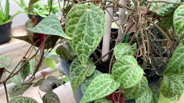 red betel or piper ornatum plant with silver and pink variegation in a pot