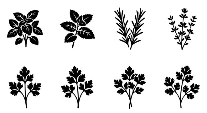 Culinary herbs icon set with 8 vector elements, black silhouette herb sprigs including basil, rosemary, and parsley, organic kitchen spices for food packaging