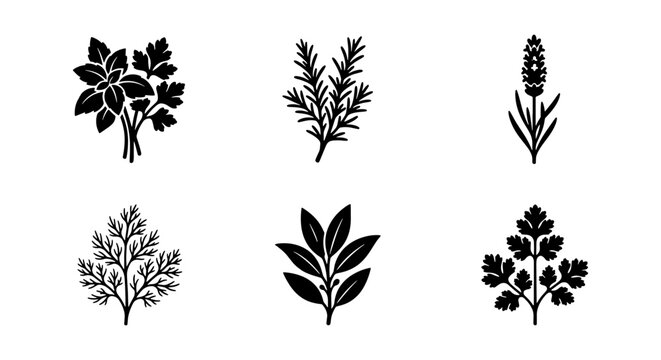 Minimalist culinary herb icons set, black vector botanical illustrations of basil, rosemary, lavender, dill, bay leaf, and parsley for kitchen branding