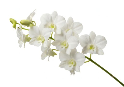 A delicate white orchid flower branch with green stem on a clean background
