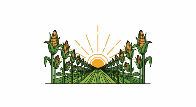 Cornfield with sun rising over rows and stalks