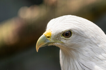 Fototapeta premium Close-up portrait of a Brahminy Kite (Haliastur indus) with majestic white head and chest feathers.