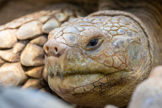 Close-up portrait of an African Spurred Tortoise (Centrochelys sulcata) face showing detailed scales and textures of its ancient-looking skin and beak.